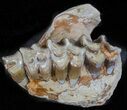 Oligocene Ruminant (Leptomeryx) Jaw Section #60975-1